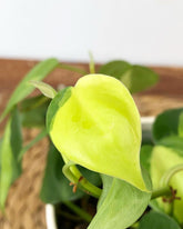 Philodendron Heart leaf Green + Heart leaf Lemon Lime + Micans + Brasil, With 5.5 inches White Decor Pot